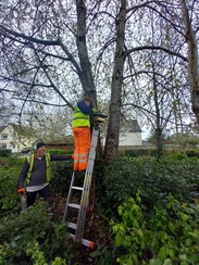 a bird box being fixed to a tree at Staplegrove in Taunton
