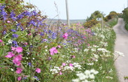 Wildflower grass verge