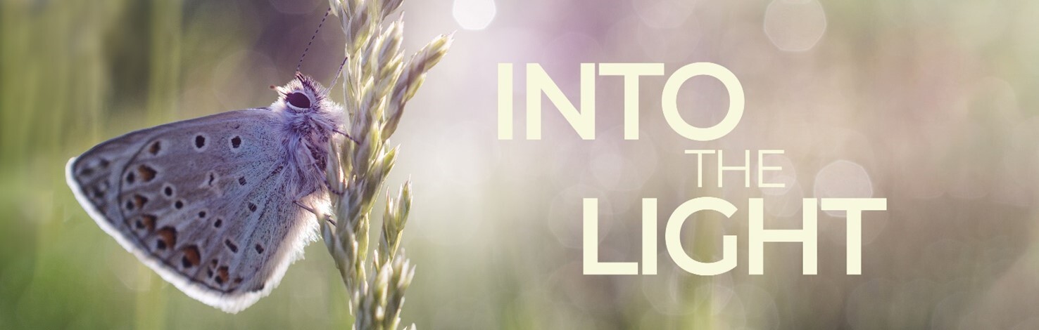 Into the light event banner. A blue butterfly and the wording into the light.