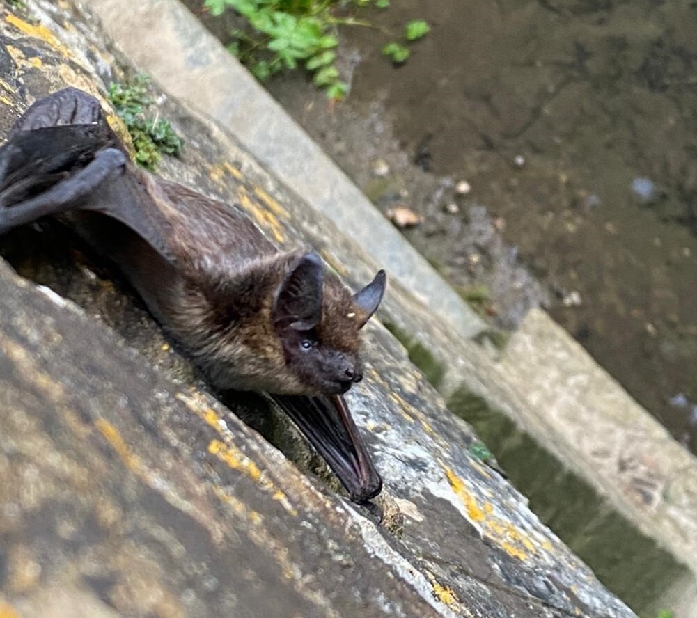 Image of a horseshoe bat