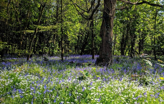 Somerset Countryside