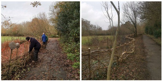 Volunteers planting a new hedge at Chard Local Nature Reserve