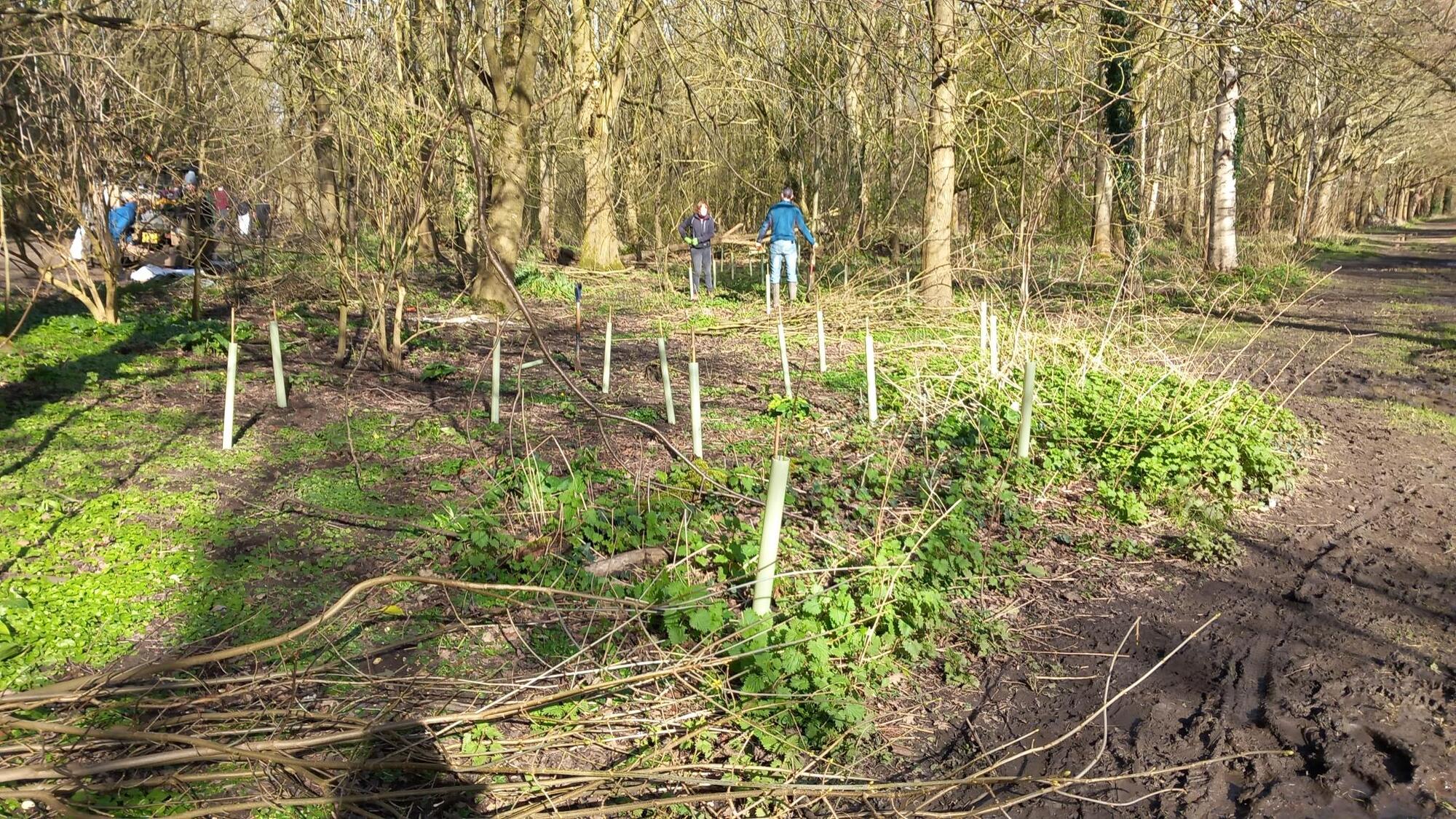 Somerset Council staffplanting native trees at Yeovil Country park