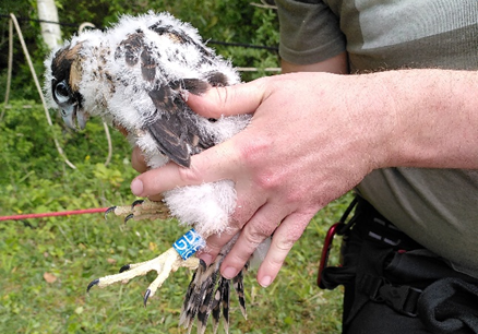 A young peregrine being ringed for identification