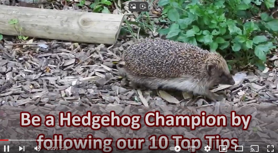 Screen shot of the hedgehog street be a hedgehog champion video