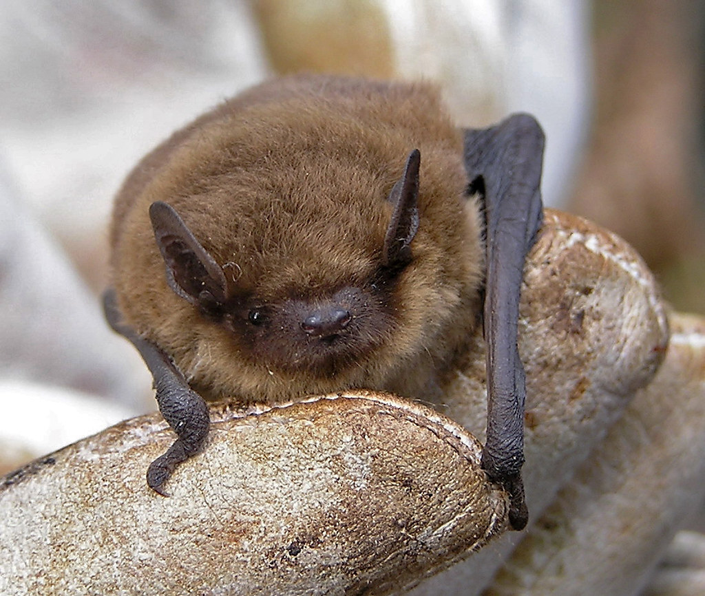 common pipistrelle bat
