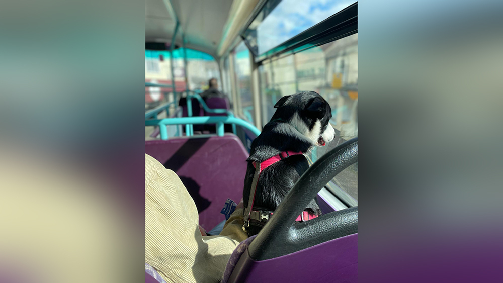 A dog looking out the window whilst travelling on a bus.