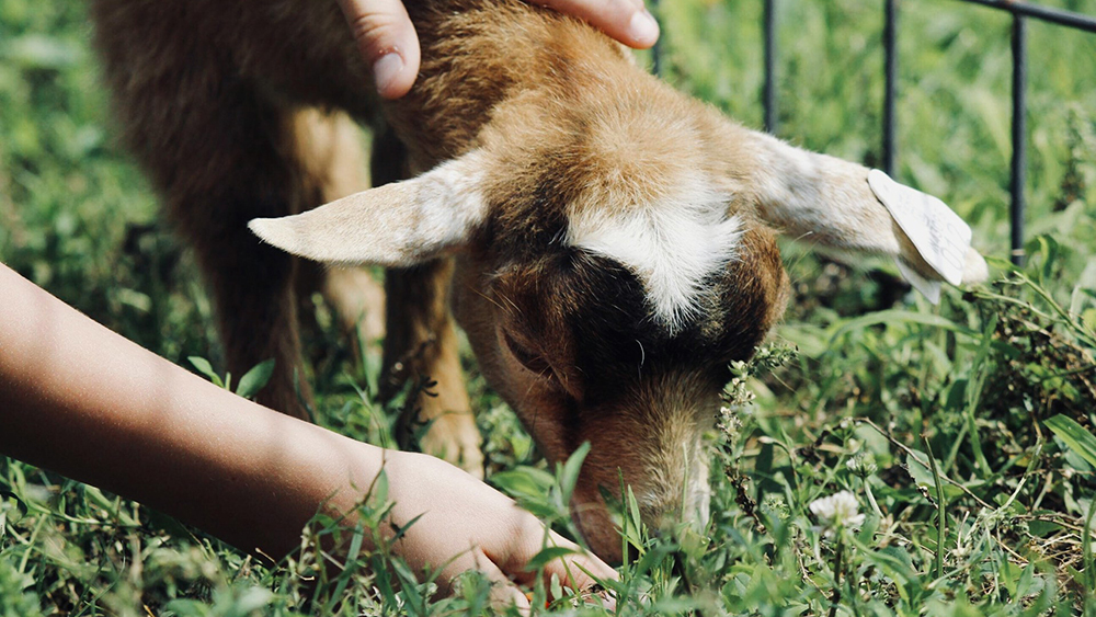 Stock image of a lamb being petted by Sydney Rae from Unsplash.