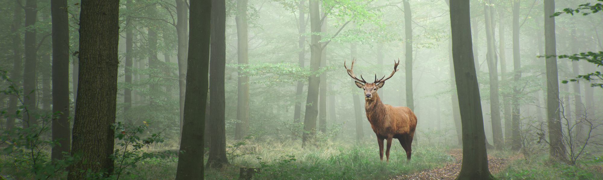 red deer in woods