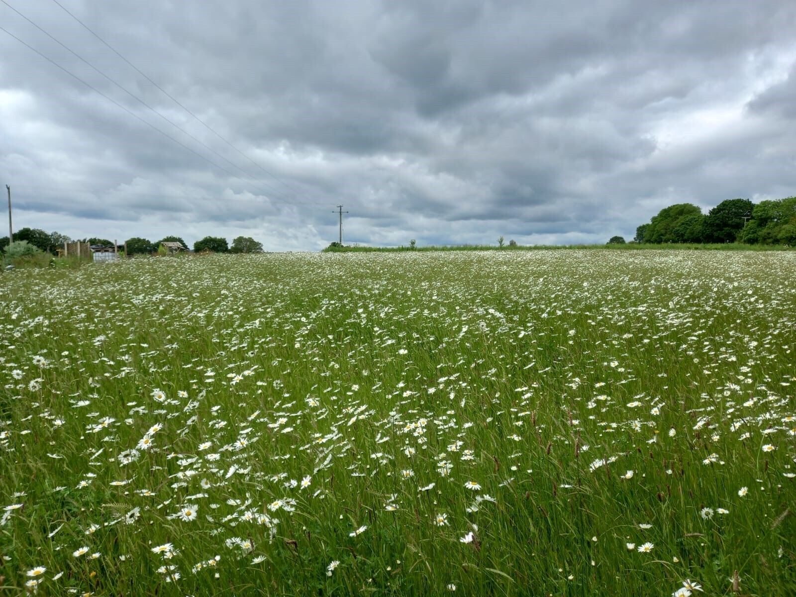 A view of the splendid flower meadow in South Petherton