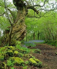 tree in woodland