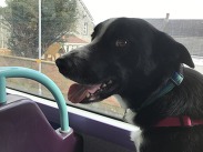 A dog travelling on a bus