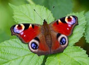 a peacock butterfly