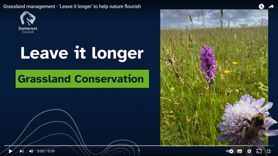 YouTube video thumbnail featuring wildflowers and a pollinating bee, captioned: 'Leave it longer, Grassland Conservation.'