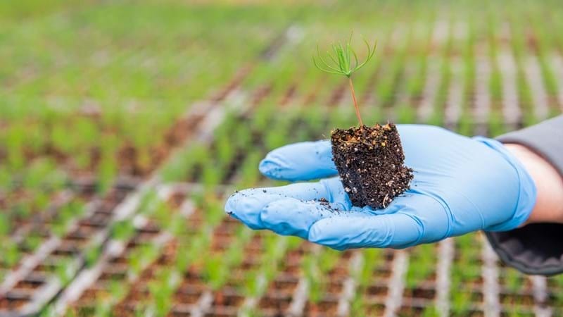 A person holding out a tree seedling in the pam of their hand