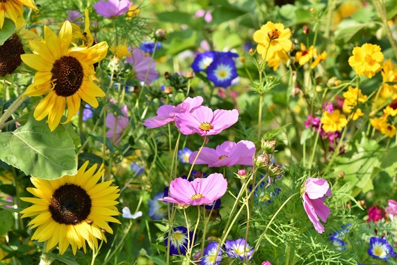 Wildflowers in the garden