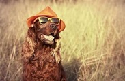 A brown dog looking cool, wearing a trilby hat and shades.