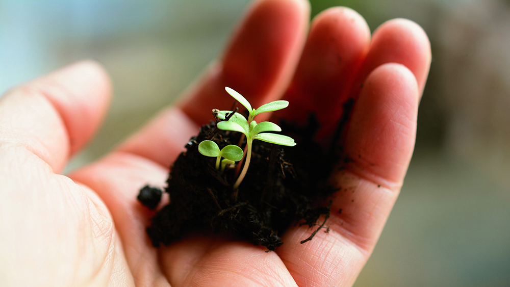 Stock image of a hand cupping a baby seedling by congerdesign from Pixabay.