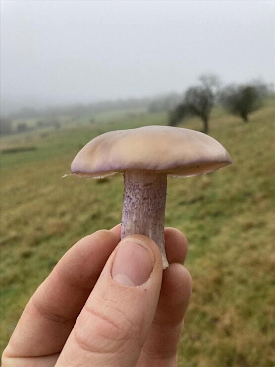 mushroom