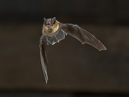 Flying pipistrelle bat