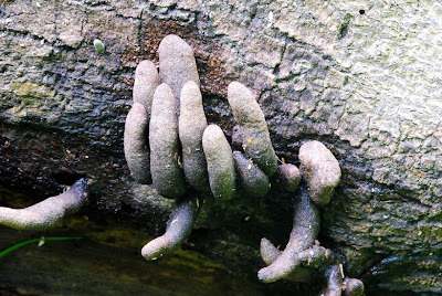 dead man;s fingers fungi credit shroomery.org