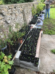 some holly bushes being bought on in a local tree nursery