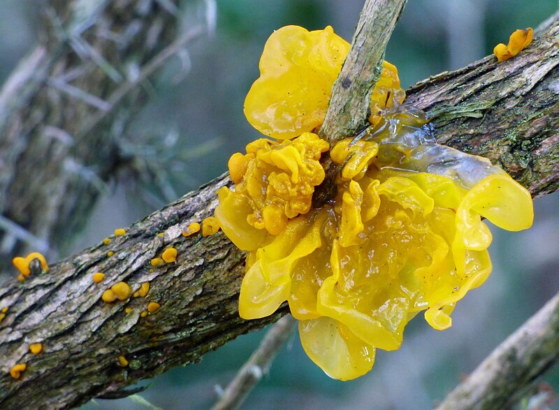 yellow brain fungus