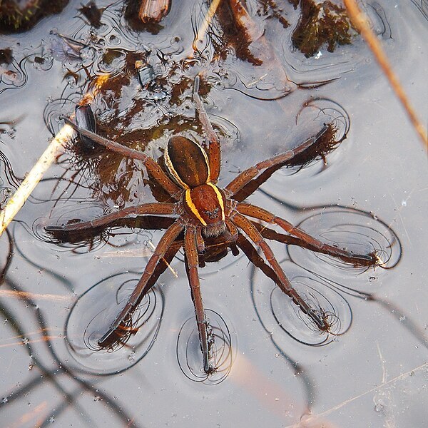 raft spider