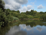 Chard Reservoir with lightly rippled water on a partially sunny day, including reeds, waterfowl and foliage in the background.