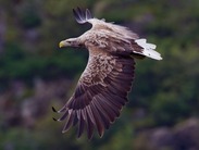 a white tailed sea eagle in flight