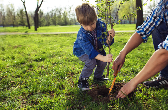 little boy helping to plant a tre