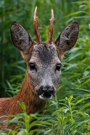 a roe deer