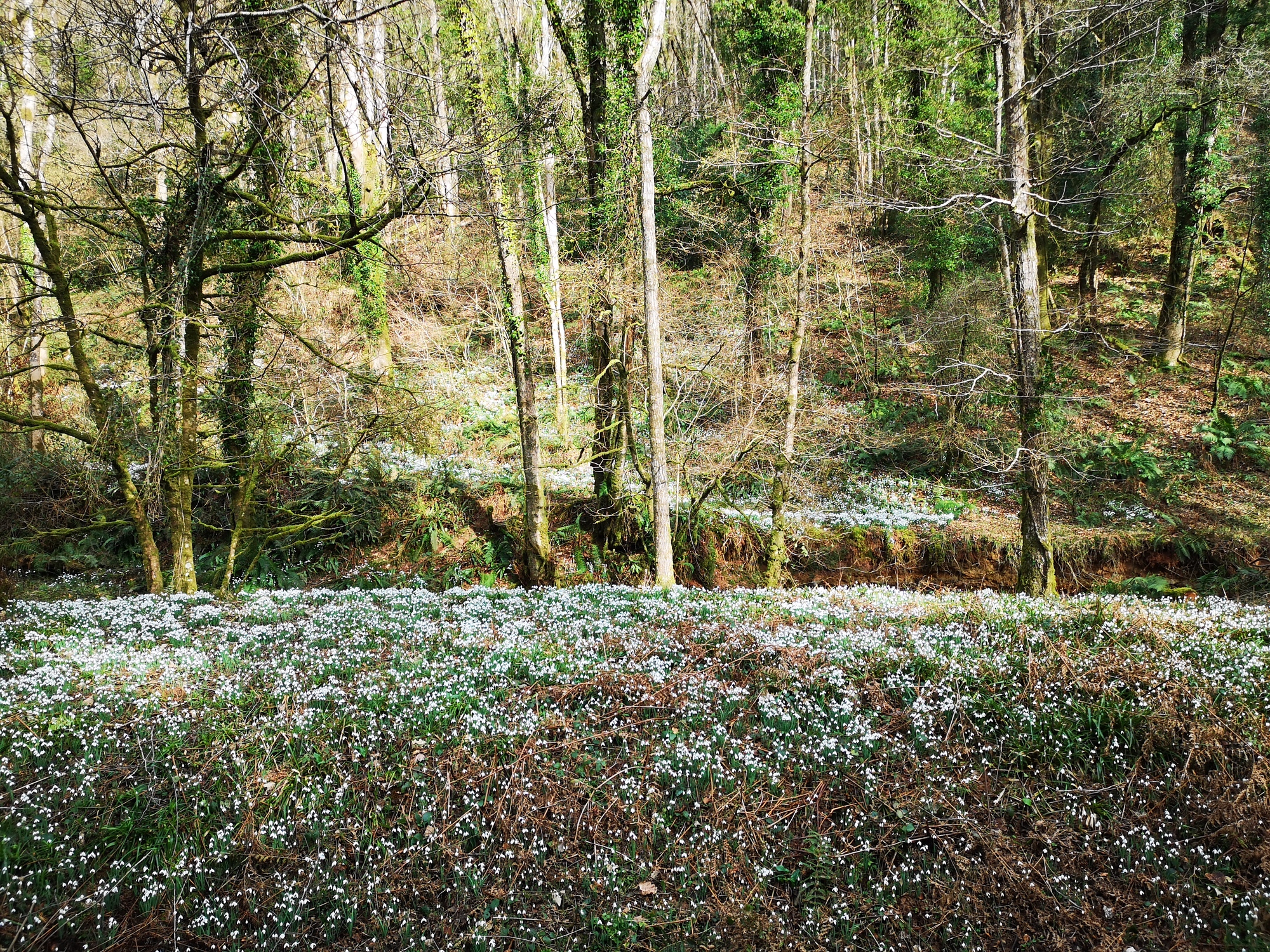 A woodland bursting with snowdrops