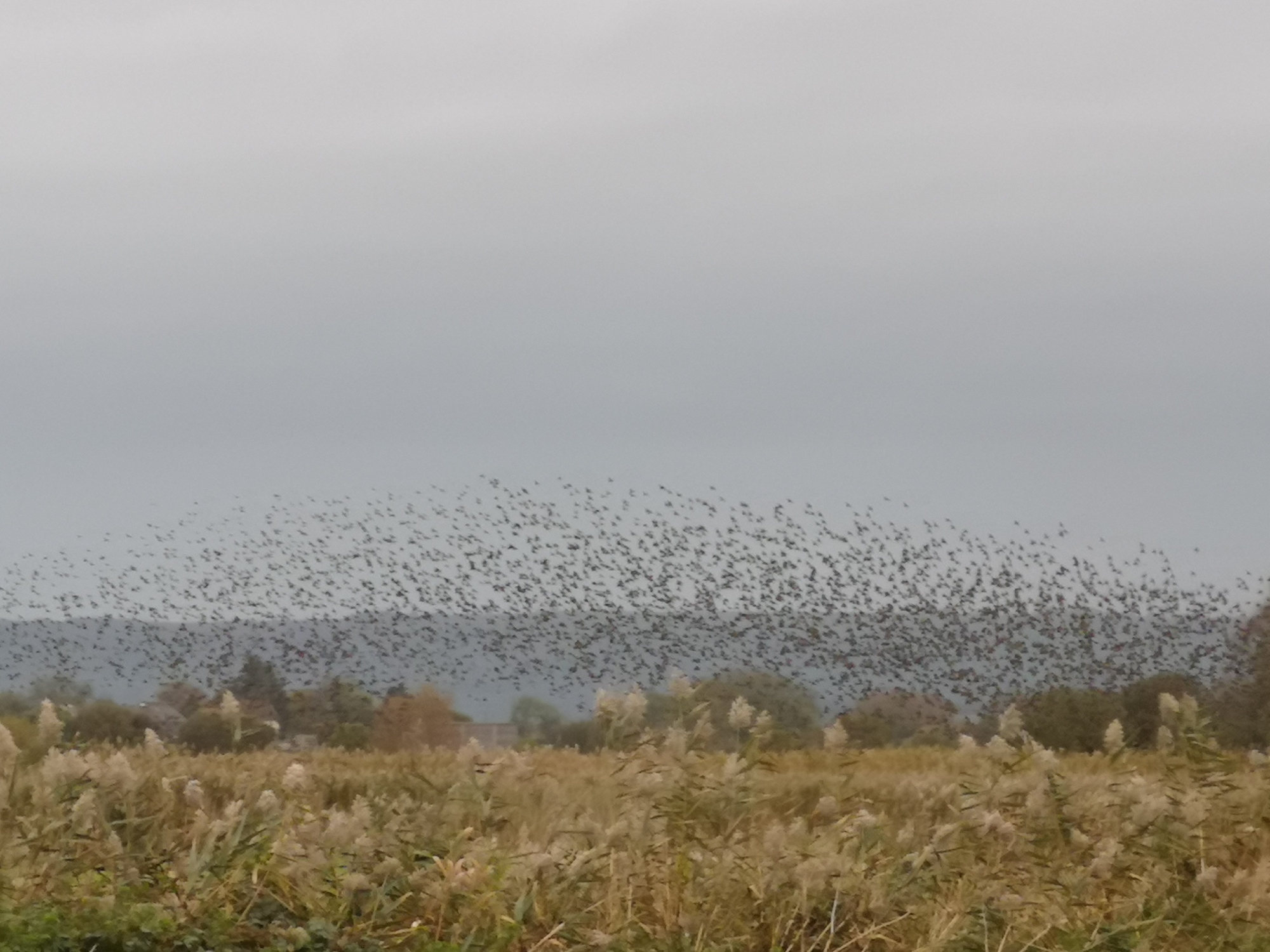 Ham Wall RSPB murmuration of starlings