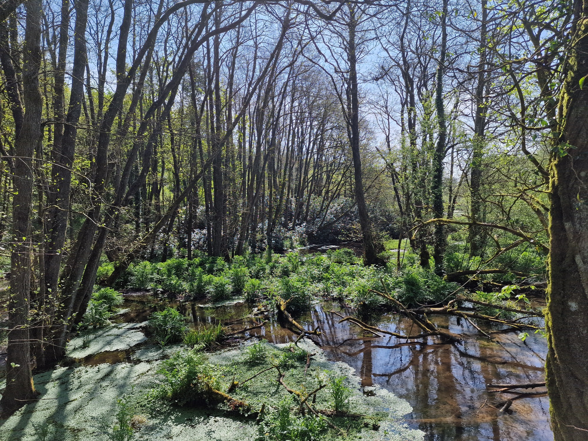 a view of Otterhead lakes at the Blackdown Hills