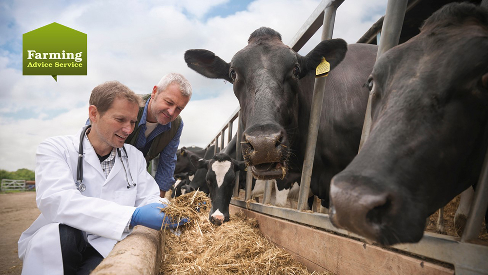 A vet and farmer checking the quality of hay being eaten by cows at a feeding trough, branded with the Farming Advice Service logo.