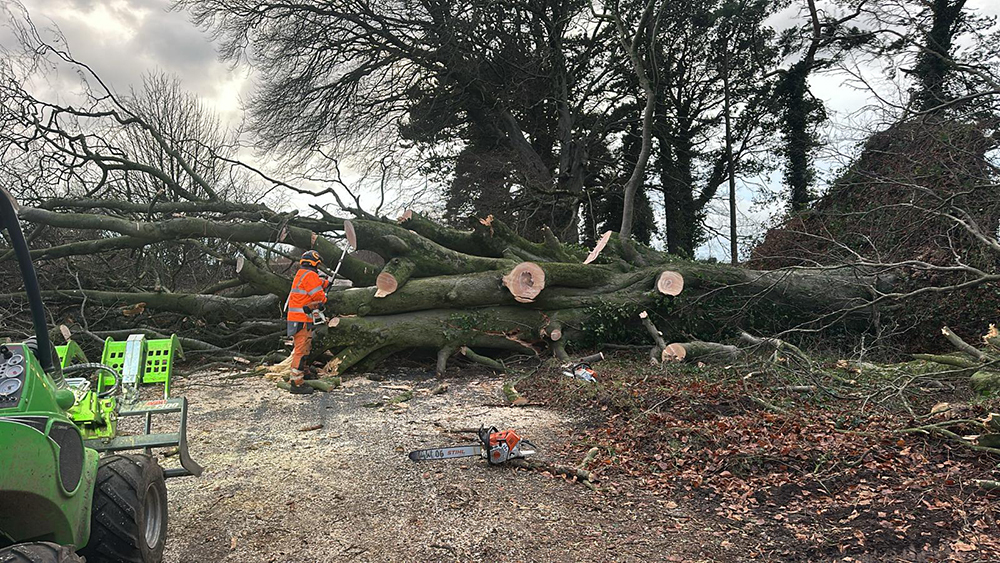An arborist using a chainsaw to cut branches from the trunk of a very large uprooted tree on the A367.