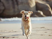 A dog at the beach running with its tongue out.