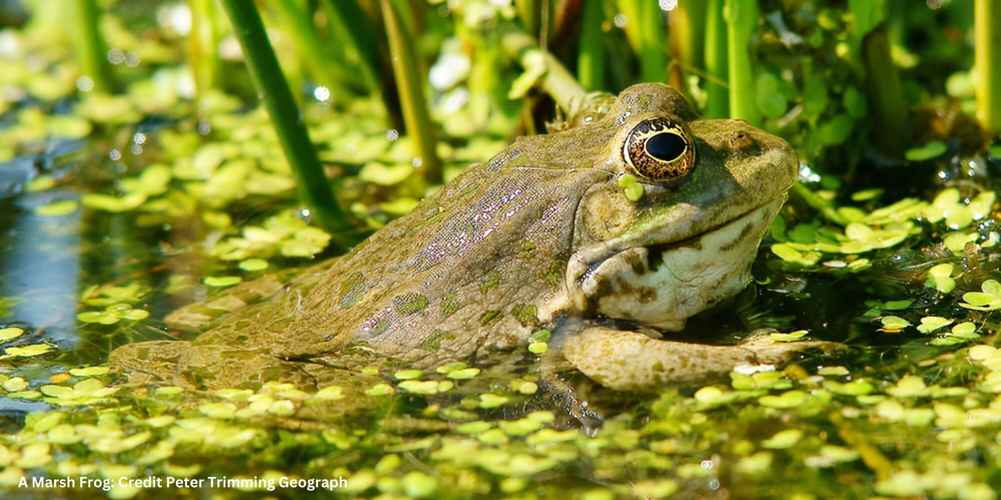 A Marsh Frog: Photo credit Peter Trimming