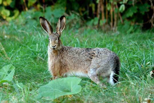 a european hare