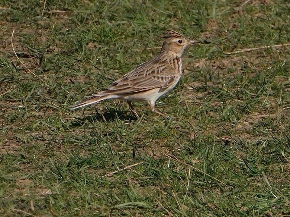 a skylark at Ham HIll