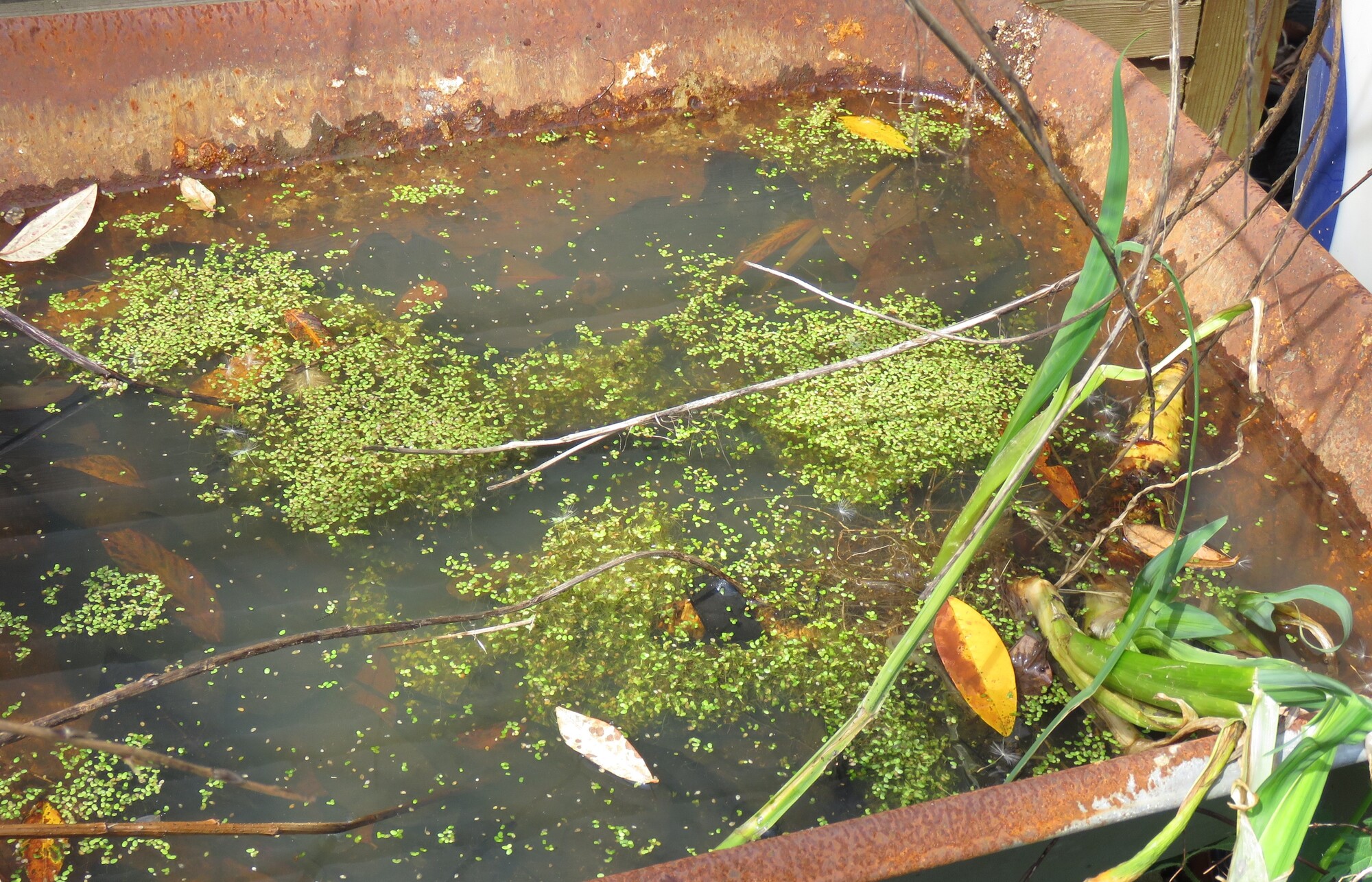 An old wheelbarrow used as a pond for wildlife
