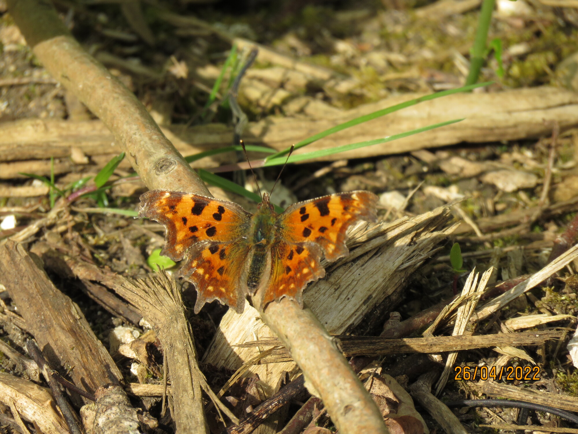 A butterfly that has over wintered