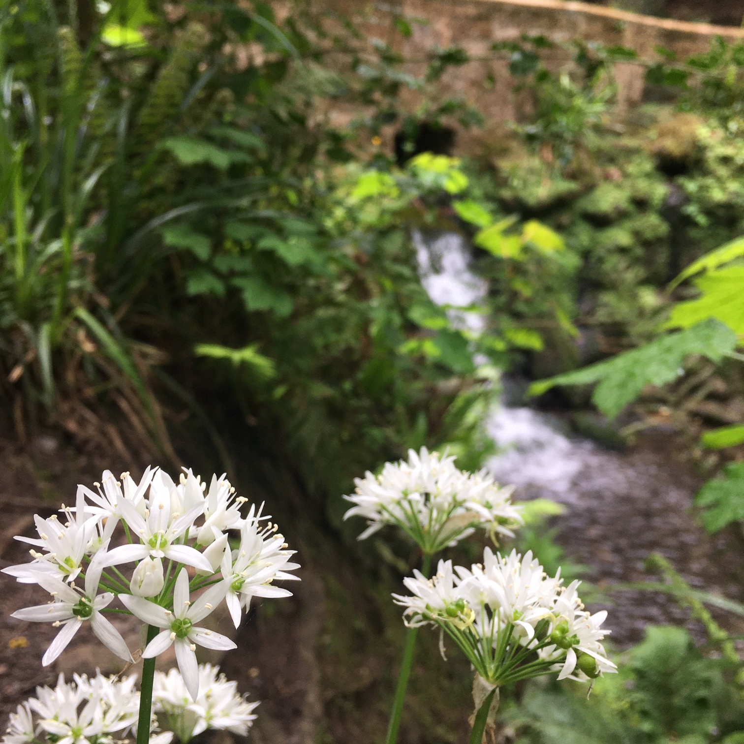 wild garlic