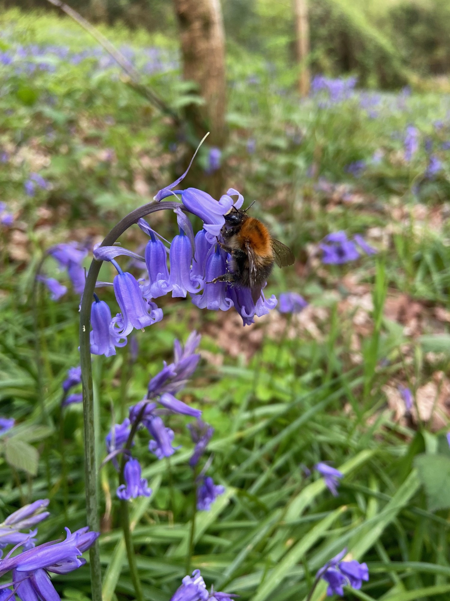 bumble bee on a bluebell