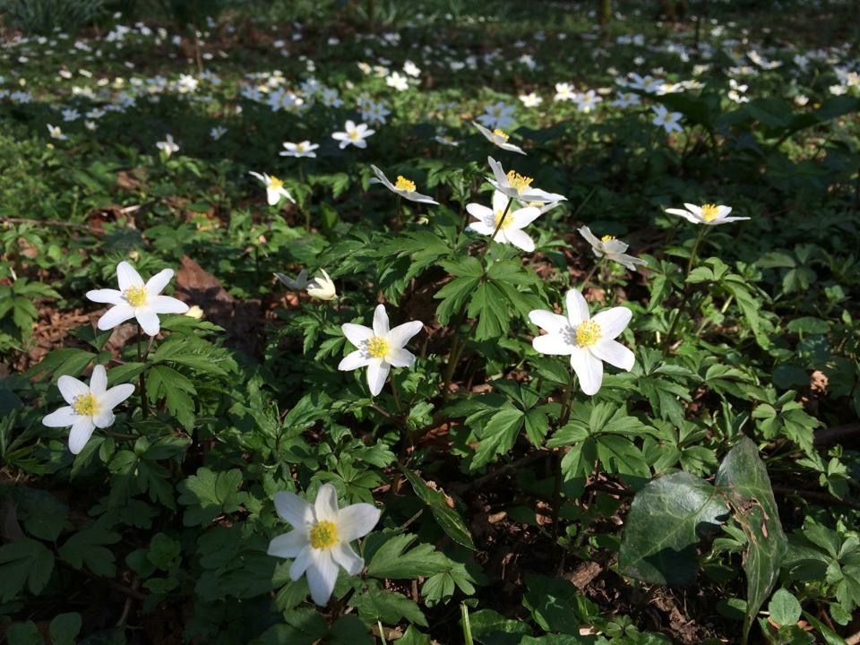 wood anenomes