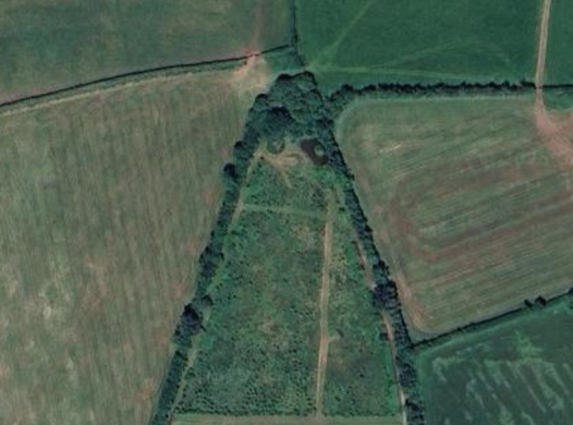 Rodrow copse which is the area that is being rewilded
