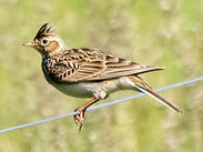 Stock image of a Skylark perching on a wire fence by Kathy Büscher from Pixabay.