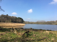 Chard Reservoir, water and reeds.