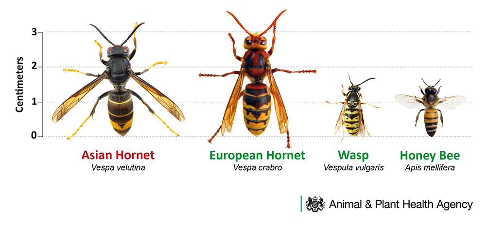 Animal & Plant Health Agency Scaled comparison between Asian and European Hornets, a wasp and a honey bee.